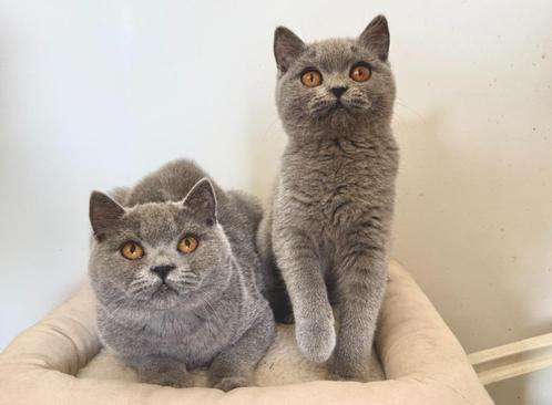 Britse korthaar blauw kittens met stamboom mogen verhuizen, Dieren en Toebehoren, Katten en Kittens | Raskatten | Korthaar, Meerdere dieren