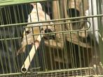 Intermediair koppel, Dieren en Toebehoren, Vogels | Overige Vogels, Meerdere dieren, Wildzangvogel, Geringd