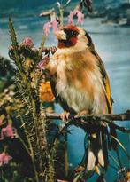 DISTELVINK, Verzamelen, Postkaarten | Dieren, Verzenden, 1960 tot 1980, Gelopen, Vogel