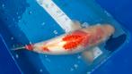 Japanse koi kohaku, Dieren en Toebehoren, Vissen | Vijvervissen
