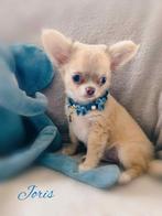 Joris prachtig klein chihuahua reutje, Dieren en Toebehoren, België, Reu, CDV (hondenziekte), 8 tot 15 weken