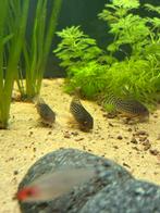 Sterbai corydoras of ruilen tegen panda corydoras, Dieren en Toebehoren, Vissen | Aquariumvissen, Vis, Zoetwatervis, Schoolvis