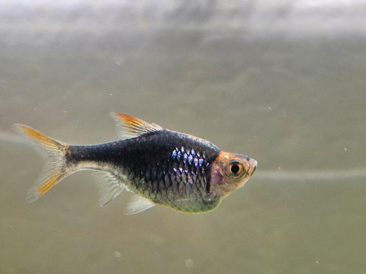 Kegelvlek zoekt vriendjes, Dieren en Toebehoren, Vissen | Aquariumvissen, Zoetwatervis, Vis