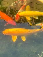 2x yamabuki ogen koi, Dieren en Toebehoren, Vissen | Vijvervissen, Karper of Koi