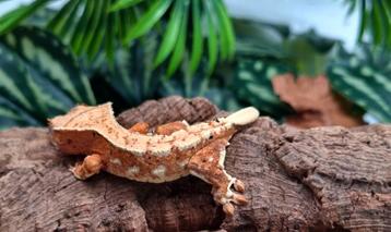 Wimpergekko vrouw tangerine LW beschikbaar voor biedingen