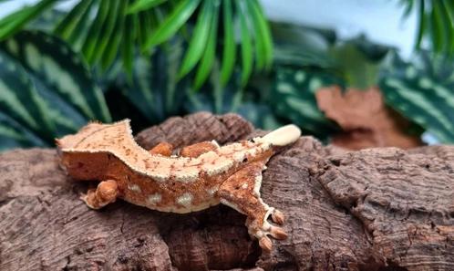 Wimpergekko vrouw tangerine LW, Dieren en Toebehoren, Reptielen en Amfibieën