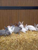 Jonge Duitse reusjes blauw marter x vlinder, Dieren en Toebehoren, Konijnen, Meerdere dieren, Groot, 0 tot 2 jaar