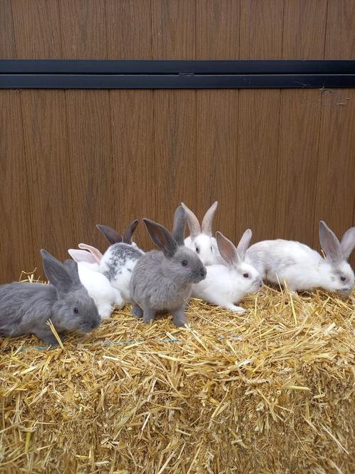Jonge Duitse reusjes blauw marter x vlinder, Dieren en Toebehoren, Konijnen, Groot, Meerdere dieren, 0 tot 2 jaar