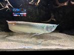 Zilver arowana 45cm, Vis, Zoetwatervis