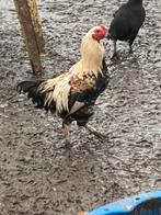 9 kriel-kriel haantjes  2025 gratis, Dieren en Toebehoren, Pluimvee