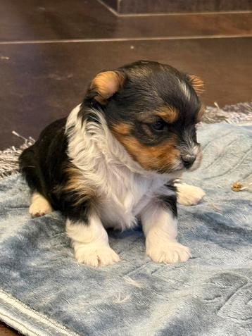 Biewer pups beschikbaar voor biedingen