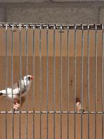 Zebravink bonte pop..., Dieren en Toebehoren, Vogels | Overige Vogels