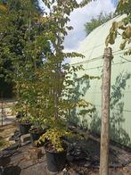 Parrotia persica, Ophalen, In pot, 250 tot 400 cm