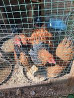 2 hanen en 1 kip Brahma, Dieren en Toebehoren, Pluimvee, Meerdere dieren, Kip