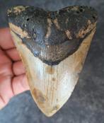 usa megalodon tand	10.6x7.9x2.4 cm *patronen*, Verzamelen, Mineralen en Fossielen, Ophalen of Verzenden, Fossiel