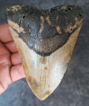 usa megalodon tand	10.6x7.9x2.4 cm *patronen* beschikbaar voor biedingen