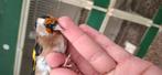 Disponible des chardonnerets european, Dieren en Toebehoren, Vogels | Overige Vogels