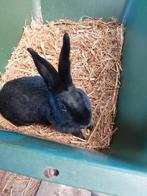 Engelse vlinder voedster, Dieren en Toebehoren, Konijnen