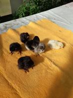 dag  Kuikens van raszuivere araucana s, Dieren en Toebehoren, Pluimvee, Geslacht onbekend, Kip