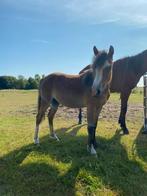 Welsh A jaarling merrie, Dieren en Toebehoren, Merrie, 0 tot 2 jaar, Onbeleerd, Recreatiepony
