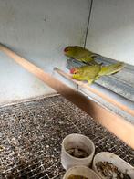 Cinnamon kakariki’s