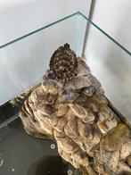 Te koop : waterschildpad met aquarium op staan, Ophalen, Zo goed als nieuw