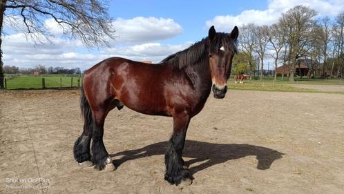 Bruine hengst - Belgisch Trekpaard / Cheval de Trait, Dieren en Toebehoren, Paarden, Hengst, Onbeleerd, 170 tot 175 cm, 3 tot 6 jaar