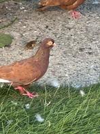 Heel mooi duiven te koop, Dieren en Toebehoren, Vogels | Duiven
