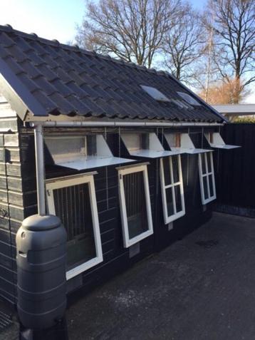 jonge duiven gezocht beschikbaar voor biedingen