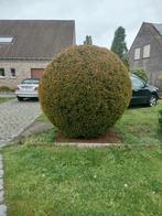 taxus bol, Tuin en Terras, Planten | Bomen, Ophalen of Verzenden