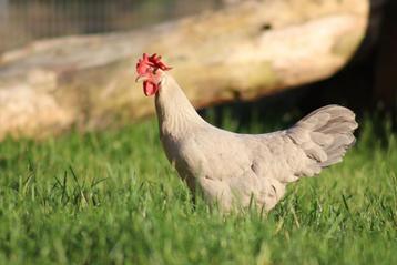 Leghorn Isabel patrijs disponible aux enchères