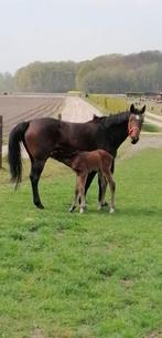 Pensionstalling, paardenbox met weide te huur regio Oedelem, Dieren en Toebehoren, Weidegang