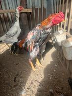 Verschillende shamo's tekoop, Dieren en Toebehoren, Pluimvee, Mannelijk, Kip