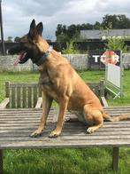 Mechelse herder teef afgerichte politiehond & bewakingshond, Dieren en Toebehoren, Honden | Herdershonden en Veedrijvers, België