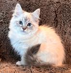 Chatons Ragdoll, doux, affectueux et élevés, Plusieurs animaux, Vermifugé, 0 à 2 ans