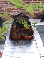 blauwe regen, Tuin en Terras, Planten | Bomen, Leiboom, Lente, Minder dan 100 cm, Ophalen