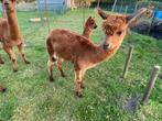 Alpaca merrie 2 jaar, Dieren en Toebehoren, Overige Dieren