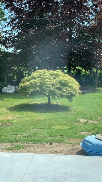 Japanse esdoorn of acer palmatum in volle grond