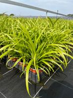 Carex pendula P10,5cm, Tuin en Terras, Planten | Tuinplanten, Ophalen, Vaste plant, Siergrassen