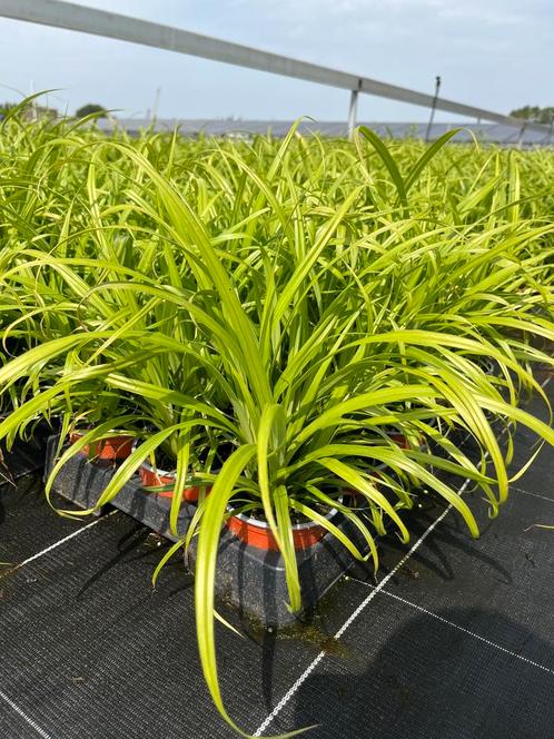 Carex pendula P10,5cm, Tuin en Terras, Planten | Tuinplanten, Vaste plant, Siergrassen, Ophalen