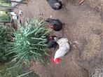 Haan marans blouw zilverhals, Dieren en Toebehoren, Pluimvee