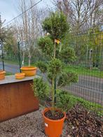 Cupres gold ponpon, Tuin en Terras, Ophalen