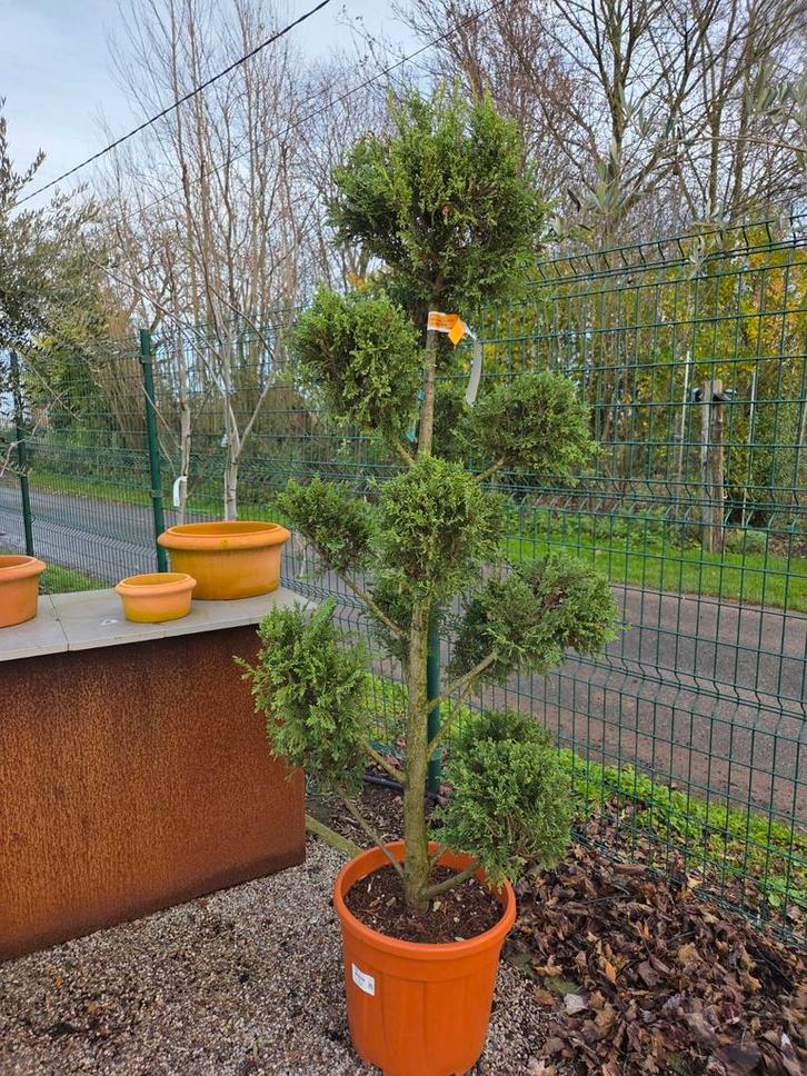 Cupres gold ponpon, Jardin & Terrasse, Plantes | Arbres, Enlèvement