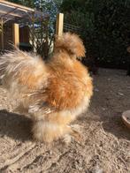 USA zijdehoen haantjes, Dieren en Toebehoren, Mannelijk, Kip