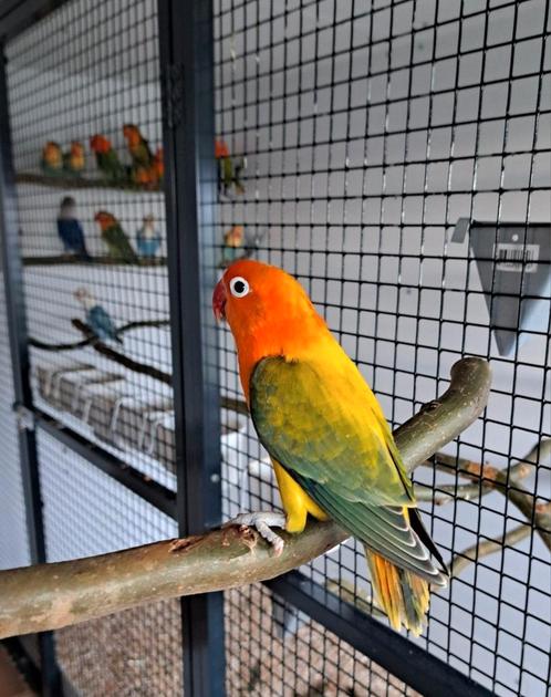 Fischeri 2025, Dieren en Toebehoren, Vogels | Parkieten en Papegaaien, Dwergpapegaai of Agapornis, Meerdere dieren, Geringd