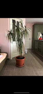 Prachtige Dracaena!, Huis en Inrichting, Kamerplanten, 150 tot 200 cm