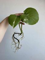 Monstera albo deliciosa #5, Huis en Inrichting, Ophalen of Verzenden