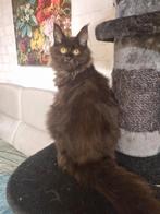 Maine Coon Poesje, Poes, Ontwormd, 0 tot 2 jaar