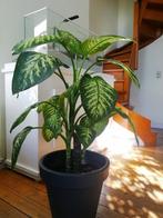 Plante Dieffenbachia H120cm, Enlèvement