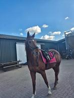 5 jarige vosmerrie Kjento X Crack C, Dieren en Toebehoren, Paarden